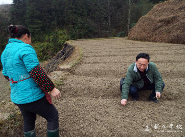 beat365官网高健强副教授研究成果“燕飞1号”土人参实现规模化生产