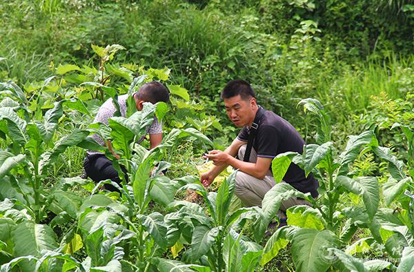 服务团指导村名进行烤烟种植管理.jpg